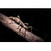 Insecto palo soleado - sugaya inexpectata